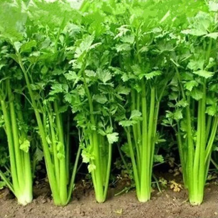 Coriander Dhania F1 Hybrid Seeds | Herb Seeds