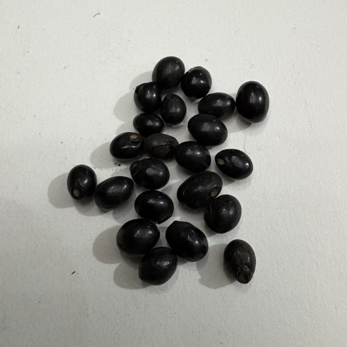 Black Gunja Chirmi Ratti Gumchi Seeds | Herb Seeds
