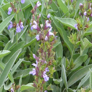 Sage Herb Seed
