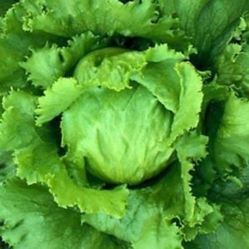 Lettuce Green Salad Seeds | Vegetable Seeds