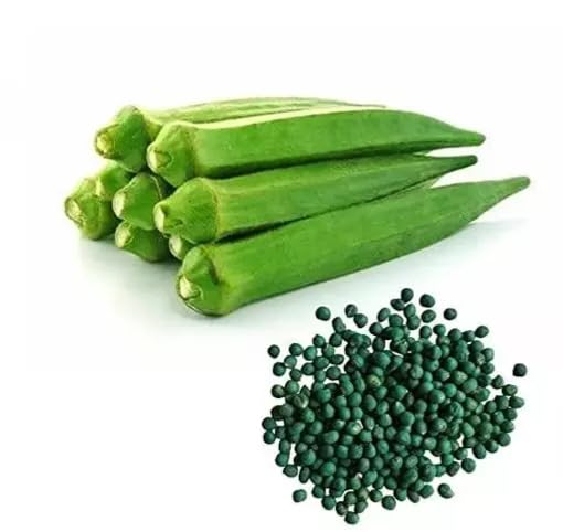 Bhindi Okra Desi Lady Finger | Vegetable Seeds