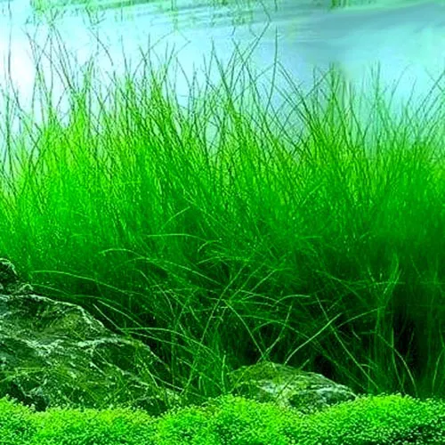 Long Grass Aquarium Seeds | Aquarium Carpet Plants Seeds