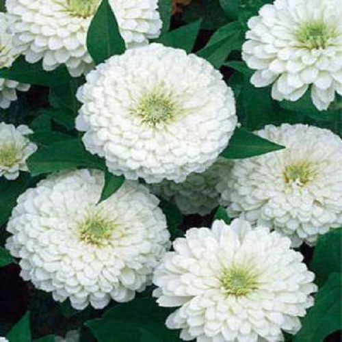 Zinnia Double White Color | Flower Seeds Save 80%